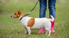 txakur-kedadak-muskiz-higiene-adiestramiento-muskiz