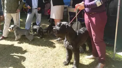Debido a la pandemia, se redujo el número de participantes