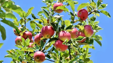 subvención-arboles-frutales-muskiz