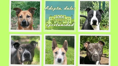 adopcion-perros-muskiz