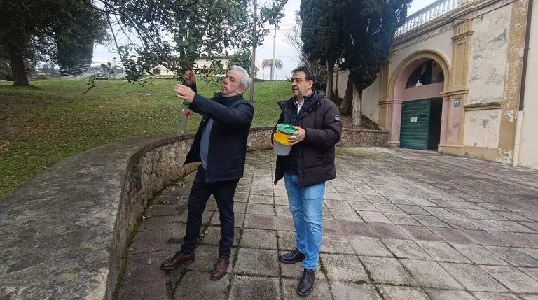 muskiz-avispa-asiatica