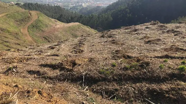 Con este proyecto, que 
cuenta con la colaboraci&oacute;n de la Diputaci&oacute;n, se plantar&aacute;n 5.500 &aacute;rboles