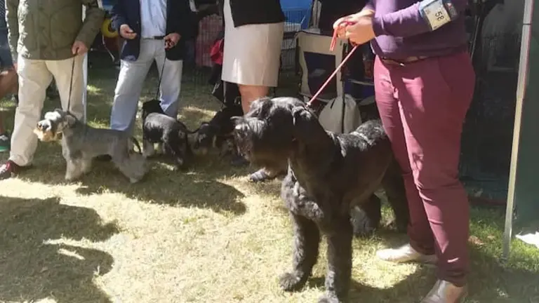 Debido a la pandemia, se redujo el n&uacute;mero de participantes