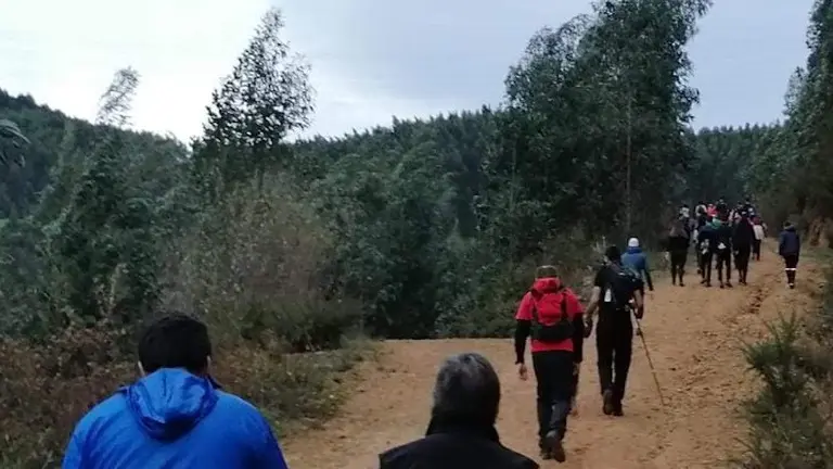 reforestación-mello