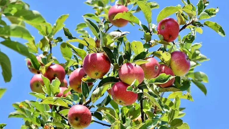 subvención-arboles-frutales-muskiz