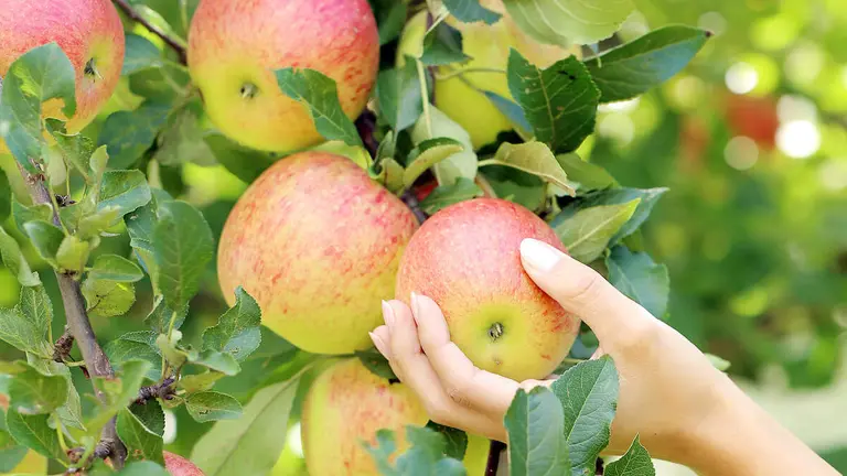 arboles-frutales-muskiz