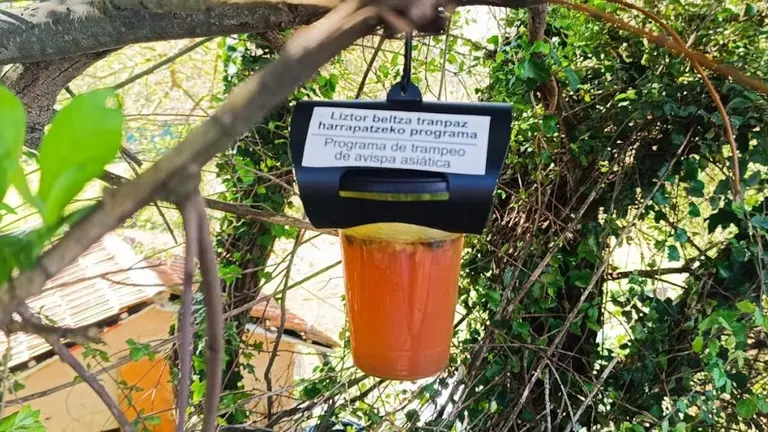 avispa-asiatica-muskiz